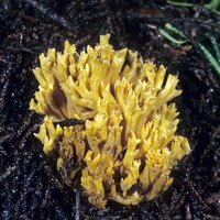 Ramaria_abietina(mgw-03).jpg