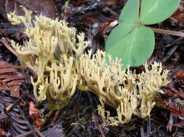 Ramaria_abietina(mgw-05).jpg