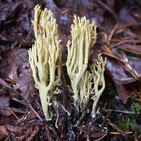 Ramaria_abietina(rle-2005-54b).jpg