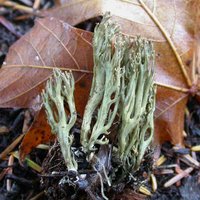 Ramaria_abietina(rle-2005-54d).jpg