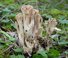 Ramaria_acrisiccescens(Exeter-2004-18a).jpg