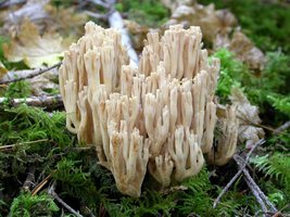 Ramaria_acrisiccescens(Exeter-2004-32a).jpg