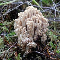 Ramaria_acrisiccescens(Exeter-2005-100).jpg