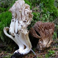 Ramaria_acrisiccescens(Exeter-2005-100_101).jpg