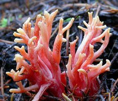 Ramaria_araiospora(Exeter-2002-45a).jpg