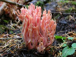 Ramaria_araiospora(Exeter-2004-38).jpg