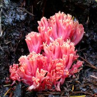 Ramaria_araiospora(Exeter-2004-75).jpg