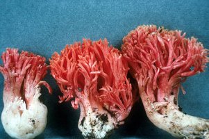 Ramaria_araiospora(Marr-739).jpg