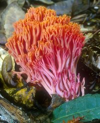 Ramaria_araiospora(mgw-01).jpg