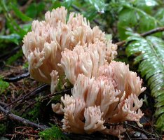 Ramaria_botrytis(Exeter-2004-49).jpg