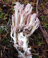 Ramaria_botrytis(Exeter-2005-59).jpg