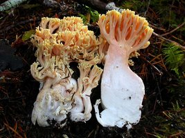 Ramaria_formosa(Exeter-2002-13).jpg