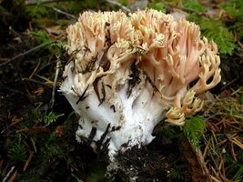 Ramaria_formosa(Exeter-2003-16a).jpg