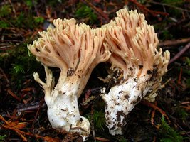 Ramaria_formosa(Exeter-2004-56a).jpg