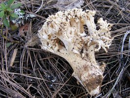 Ramaria_rasilispora_scatesiana(Exeter-2006-03.jpg