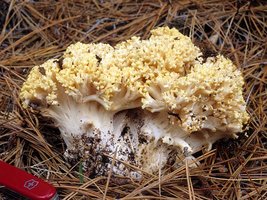 Ramaria_rasilispora_scatesiana(fs-01).jpg