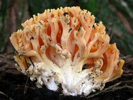 Ramaria_rubricarnata_verna(Exeter-2004-01).jpg