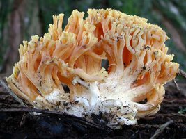 Ramaria_rubricarnata_verna(Exeter-2004-01b).jpg