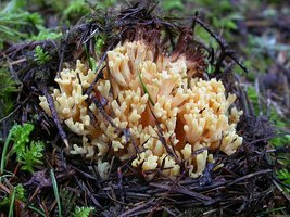 Ramaria_rubricarnata_verna(Exeter-2006-01).jpg