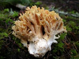 Ramaria_rubricarnata_verna(Exeter-2006-01b).jpg