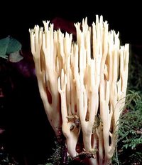 Ramaria_stricta(bk-01).jpg