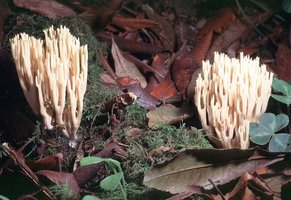 Ramaria_stricta(bk-02).jpg