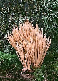 Ramaria_stricta(fs-01).jpg