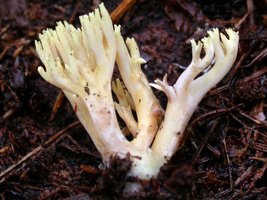 Ramaria_stricta(rle-2003-14).jpg