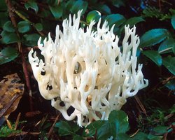 Ramariopsis_kunzei(mgw-01).jpg