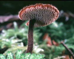 Auriscalpium_vulgare(tfl-s130-33).jpg