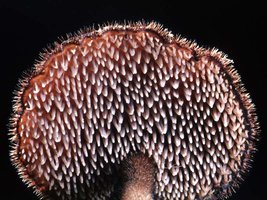 Auriscalpium_vulgare(tfl-s131-02).jpg