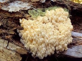 Hericium_abietis(mgw-01).jpg