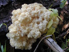 Hericium_abietis(nw-01).jpg