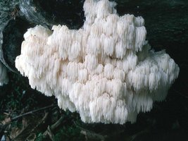 Hericium_abietis(tfl-s334-34).jpg