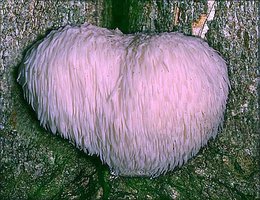 Hericium_erinaceus(fs-01).jpg