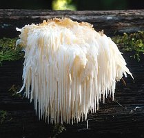 Hericium_erinaceus(mgw-01).jpg