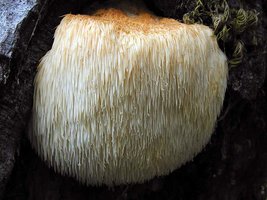 Hericium_erinaceus(nw-01).jpg