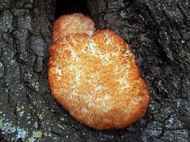 Hericium_erinaceus(nw-02).jpg