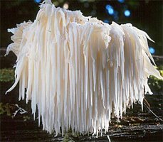 Hericium_erinacus1.jpg