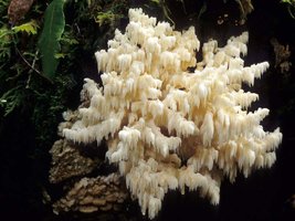 Hericium_ramosum(mgw-01).jpg