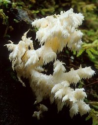 Hericium_ramosum(mgw-02).jpg