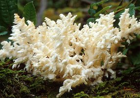 Hericium_ramosum(mgw-03).jpg