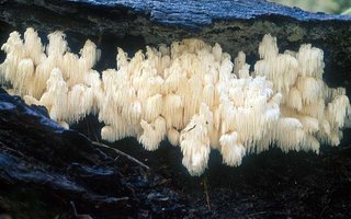 Hericium_ramosum(nw-01).jpg