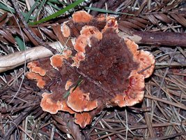 Hydnellum_aurantiacum(dd-3828).jpg