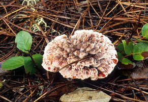 Hydnellum_peckii(mgw-01).jpg