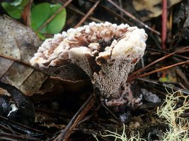 Hydnellum_peckii(mgw-02).jpg