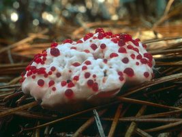 Hydnellum_peckii(nw-01).jpg