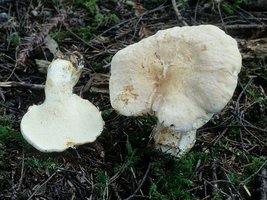 Hydnum_repandum(mgw-01).jpg