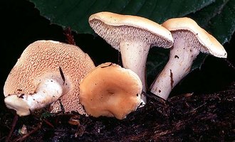 Hydnum_umbilicatum(bk-01).jpg