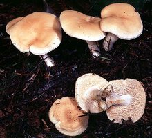 Hydnum_umbilicatum(bk-02).jpg